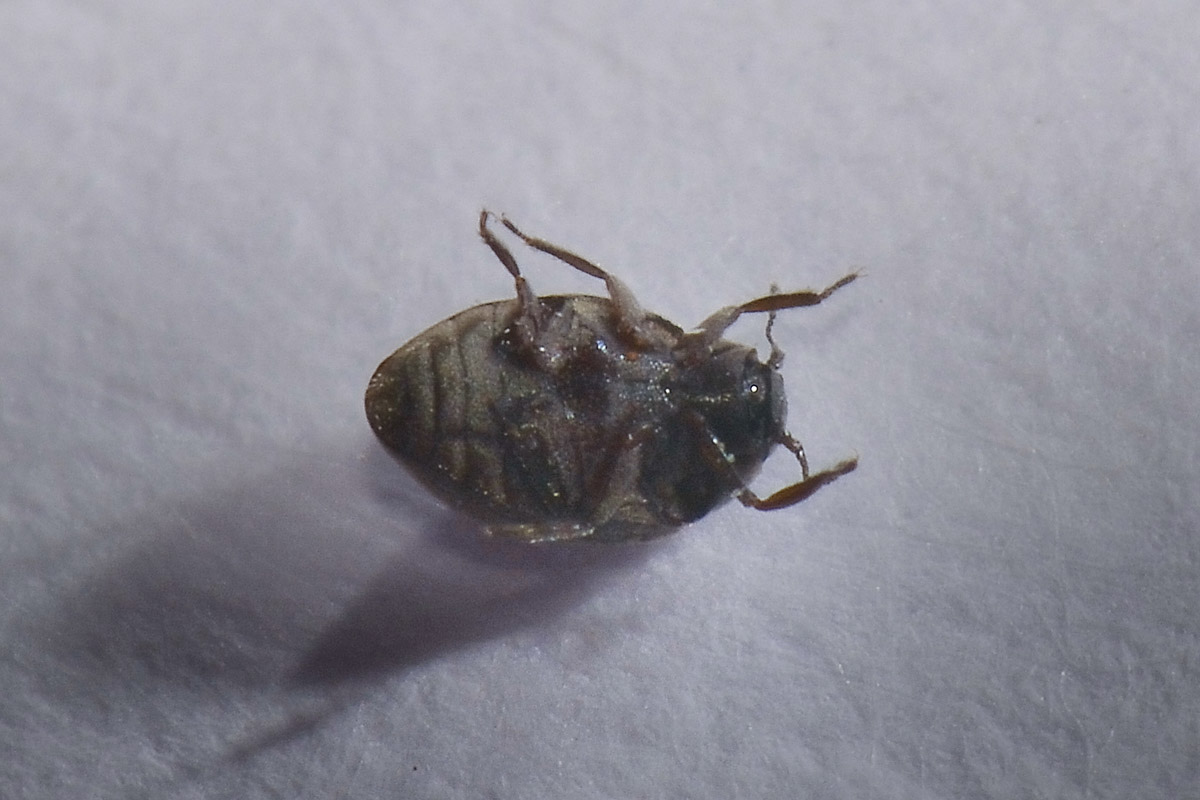 Limnichidae: Limnichus aff. incanus